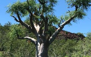 Farm For Sale in Omaruru