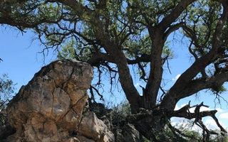 Farm For Sale in Omaruru