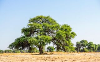 Farm For Sale in Dordabis