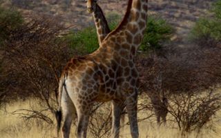 Farm For Sale in Dordabis