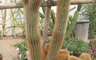 17 Bedroom House For Sale in Uis