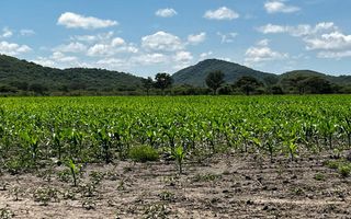 Small Holding / Plot For Sale in Otavi