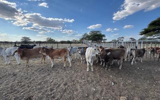Farm For Sale in Otavi