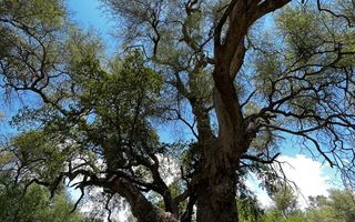 Farm For Sale in Outjo