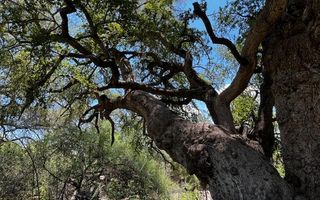 Farm For Sale in Outjo