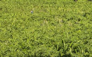 Small Holding / Plot For Sale in Hochfeld