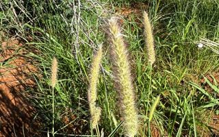 Small Holding / Plot For Sale in Hochfeld