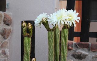 Farm For Sale in Helmeringhausen