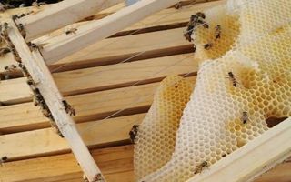 9 Bedroom House For Sale in Stampriet