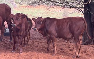 Farm For Sale in Keetmanshoop