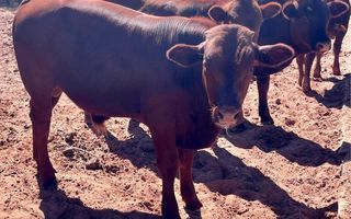 Farm For Sale in Keetmanshoop