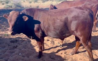 Farm For Sale in Keetmanshoop