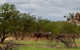 3 Bedroom Farm For Sale in Kamanjab