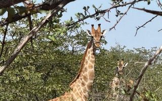 3 Bedroom Farm For Sale in Kamanjab