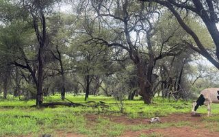 3 Bedroom Farm For Sale in Kamanjab