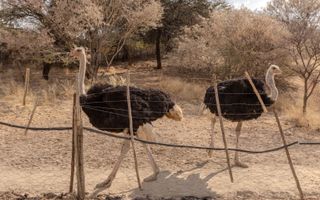 9 Bedroom Hospitality For Sale in Brakwater, Windhoek