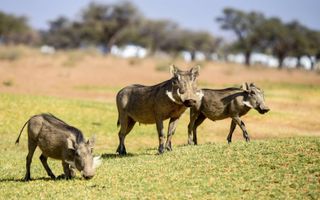 House For Sale in Omeya Golf Estate