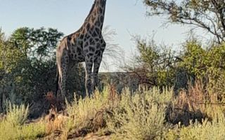 3 Bedroom Farm For Sale in Gobabis