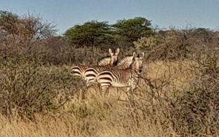 3 Bedroom Farm For Sale in Gobabis