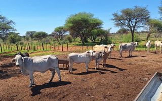 3 Bedroom Farm For Sale in Hochfeld