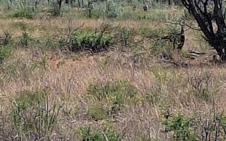 3 Bedroom Farm For Sale in Hochfeld