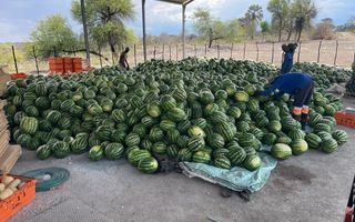 Farm For Sale in Grootfontein