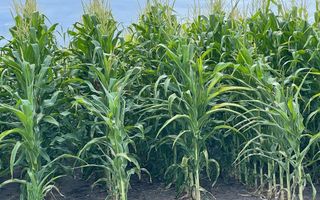 Farm For Sale in Grootfontein