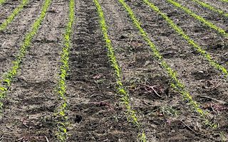 Farm For Sale in Grootfontein