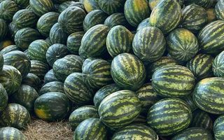 Farm For Sale in Grootfontein