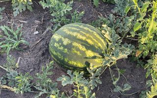 Farm For Sale in Grootfontein