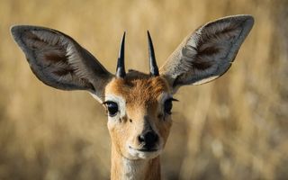 Hospitality For Sale in Outjo