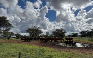 Farm For Sale in Steinhausen, Namibia