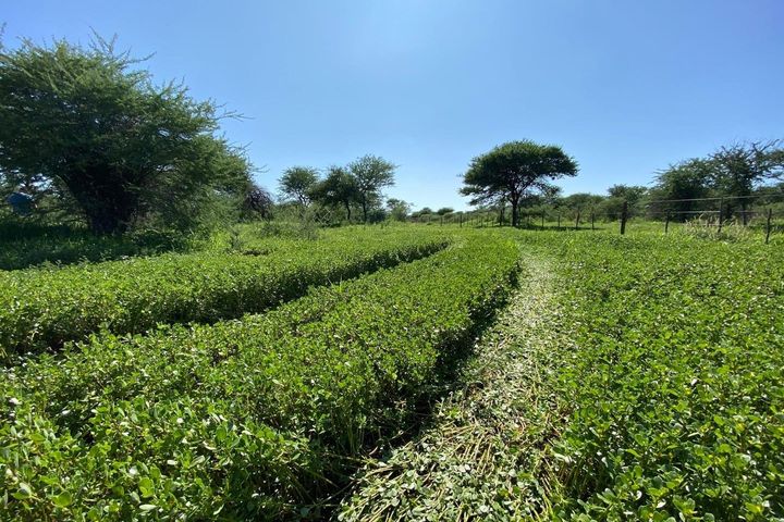 Farm For Sale in Hochfeld