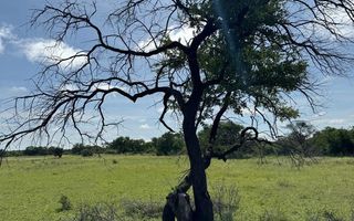 Farm For Sale in Grootfontein