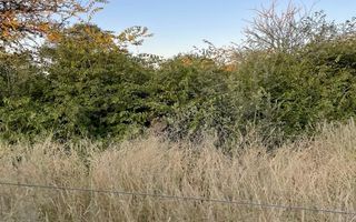 Farm For Sale in Outjo