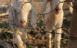 Farm For Sale in Outjo