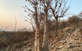 Farm For Sale in Outjo