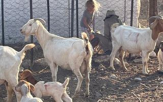 Farm For Sale in Outjo