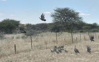 Farm For Sale in Outjo