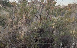 Farm For Sale in Rundu