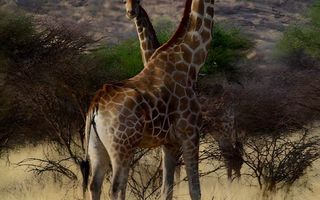 Farm For Sale in Windhoek Central