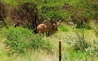 Farm For Sale in Okahandja