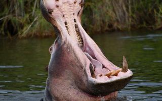 Hospitality For Sale in Rundu