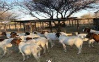 2 Bedroom Farm For Sale in Grootfontein