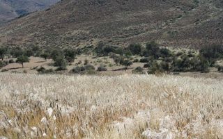 4 Bedroom Farm For Sale in Bethanien, Namibia