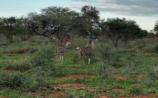Farm For Sale in Hochfeld