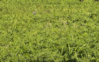 Small Holding / Plot For Sale in Hochfeld