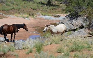 Farm For Sale in Khomas Hochland, Windhoek