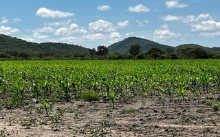 Small Holding / Plot For Sale in Otavi