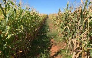 15 Bedroom Farm For Sale in Dordabis